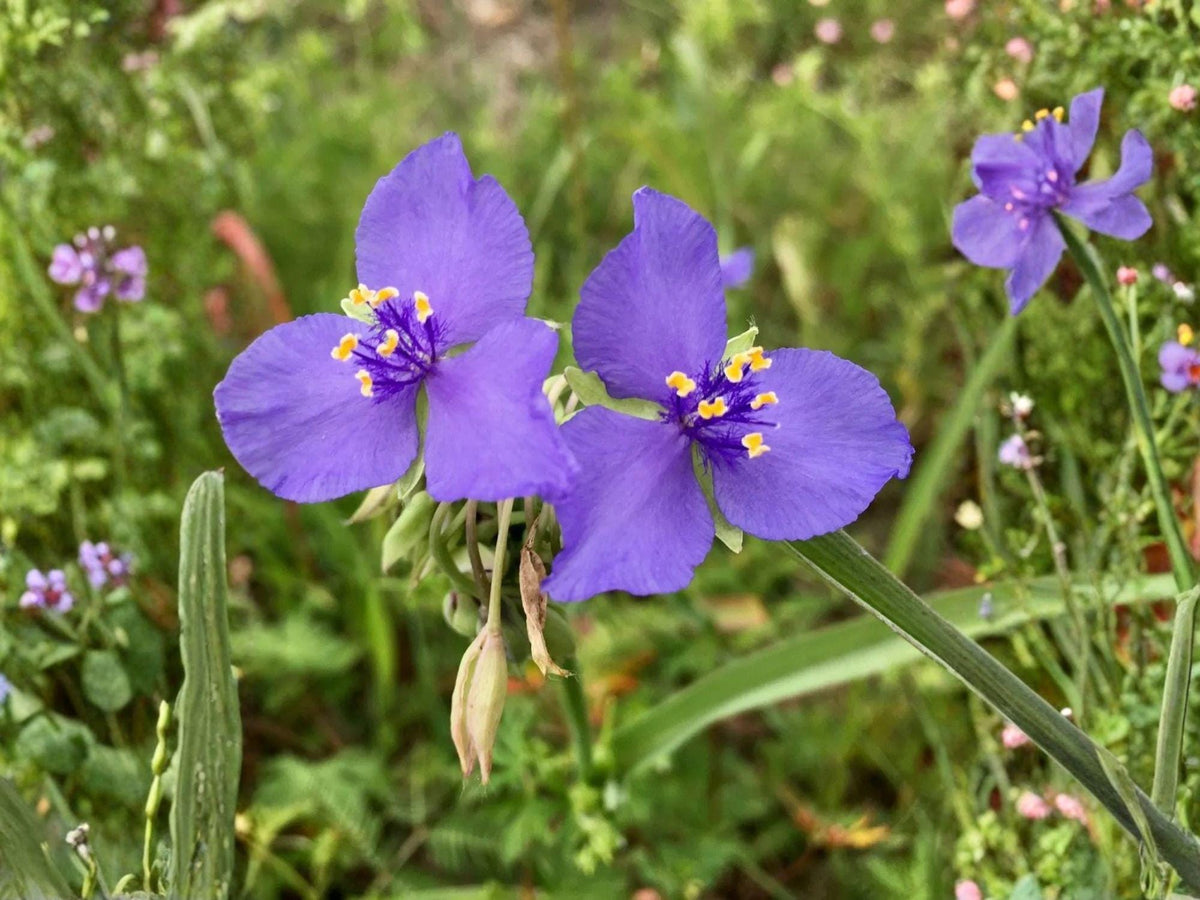 Western Spiderwort Seeds – Heirloom Non-GMO Wildflower Planting – Tradescantia occidentalis Native Prairie Flower