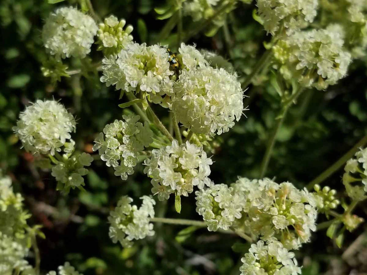 Golden Wild Buckwheat Seeds – Eriogonum heracleoides Heirloom Non-GMO Native Wildflower for Drought-Tolerant Gardens