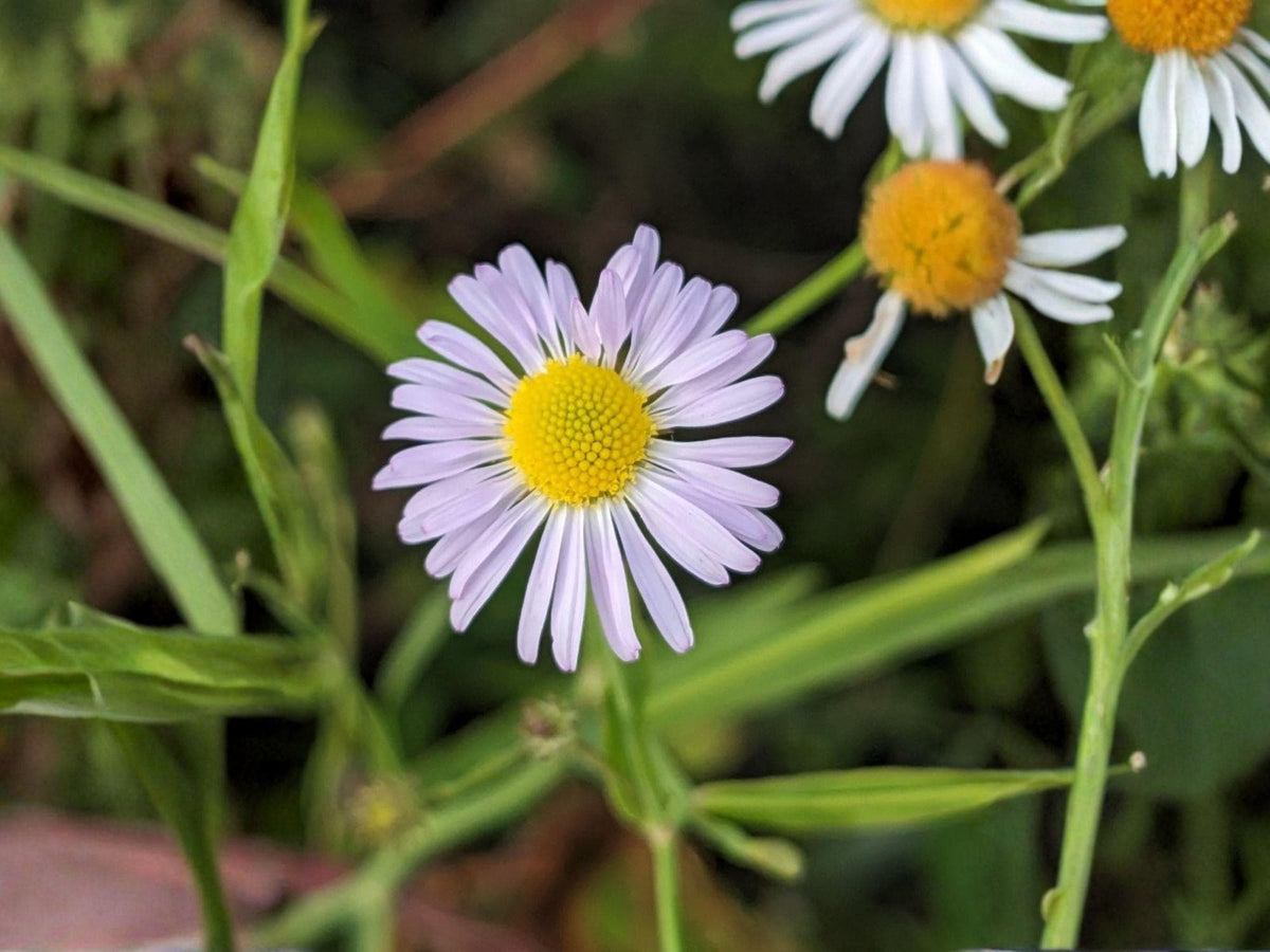 Decurrent False Aster Seeds – Native Wildflower for Pollinator Gardens – Boltonia decurrens – Heirloom, Non-GMO, Open-Pollinated