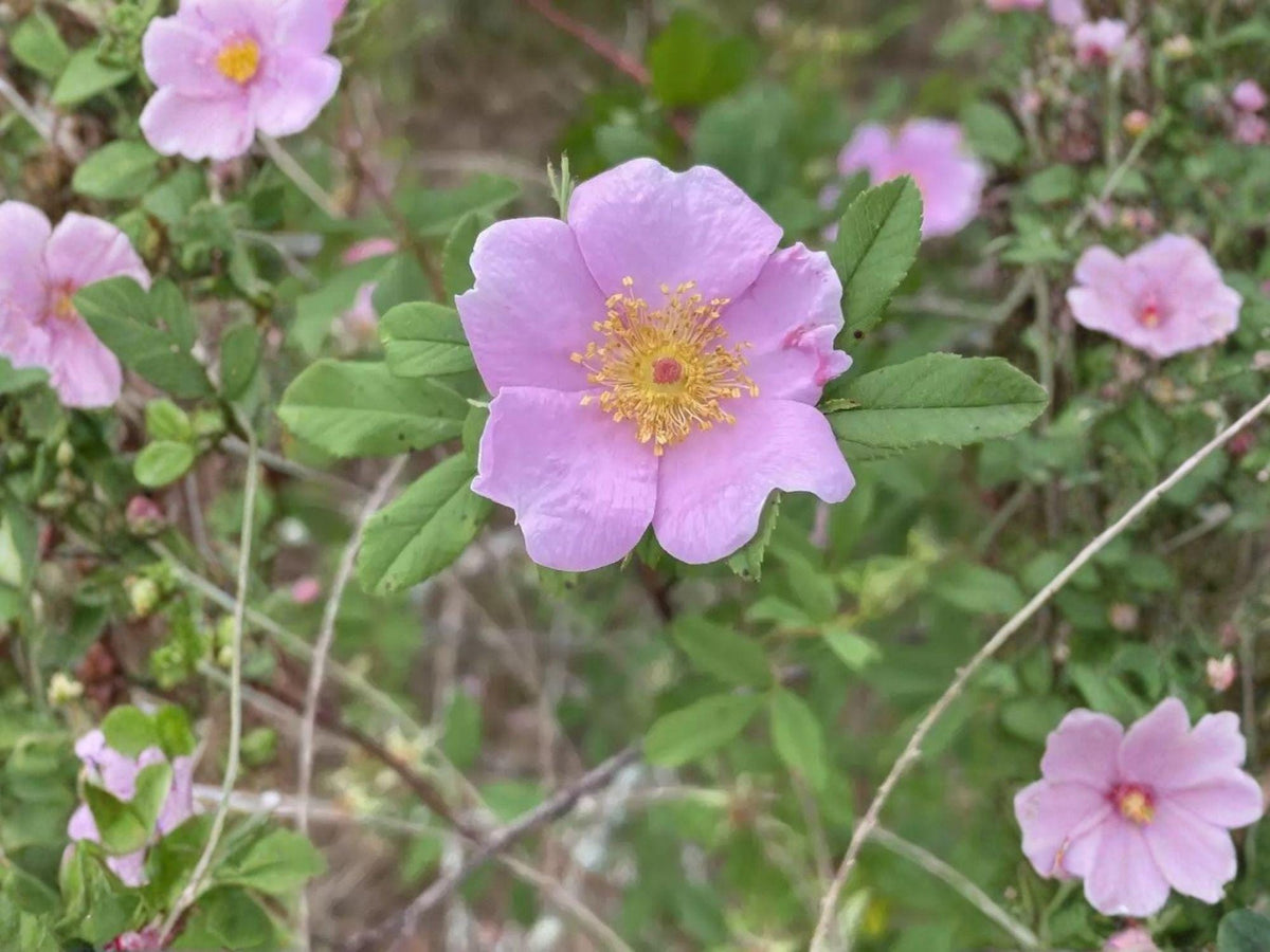 Rosa palustris Swamp Rose Seeds – Native Heirloom Non-GMO Flowering Shrub for Moist Gardens