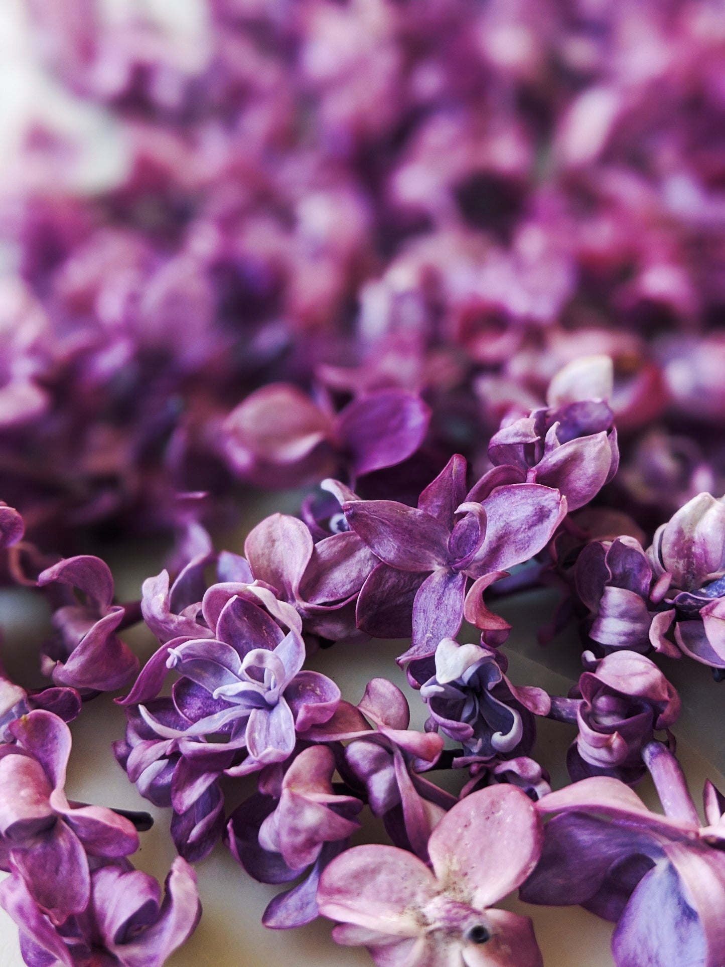 Lilac and Wild Vermont Fir Balsam Enfleurage.