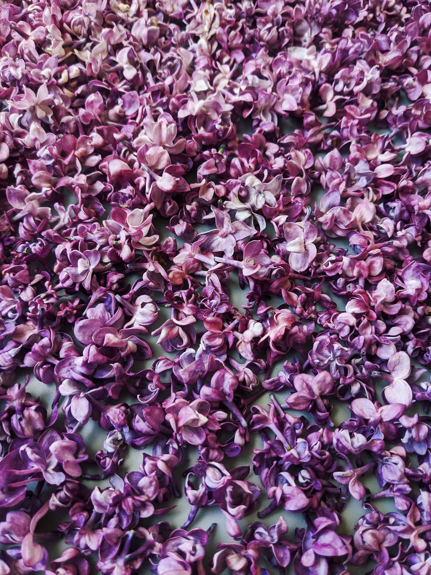 Lilac and Wild Vermont Fir Balsam Enfleurage.