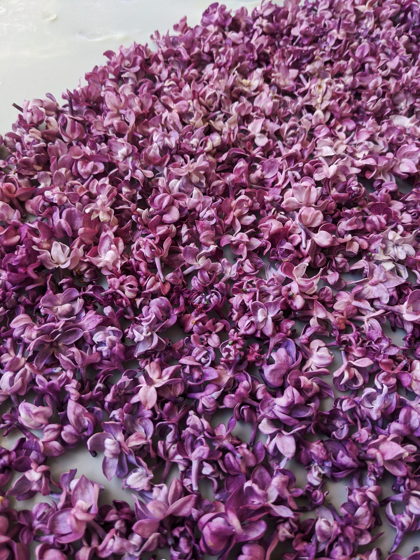 Lilac and Peach Honey Enfleurage.