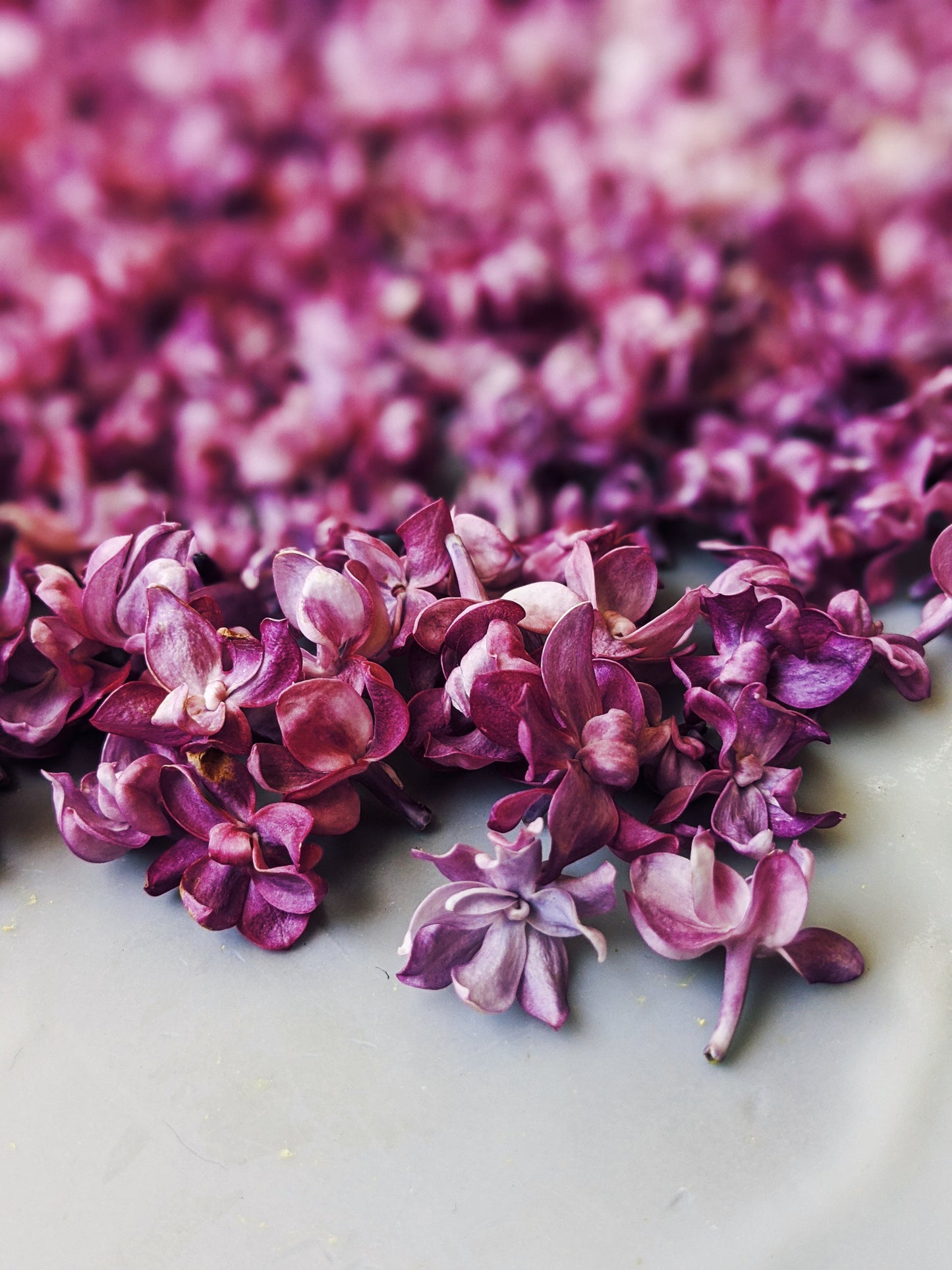 Lilac and Peach Honey Enfleurage.