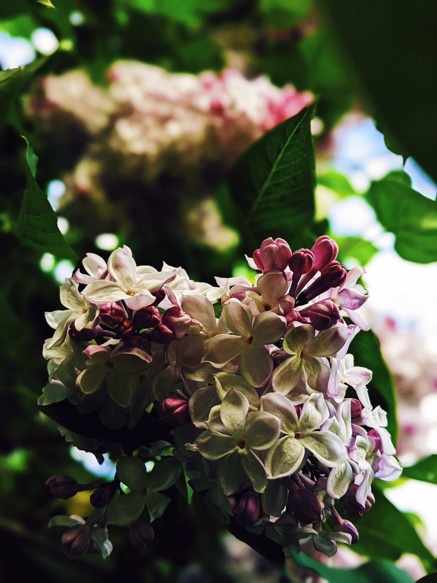 Lilac and Peach Honey Enfleurage.