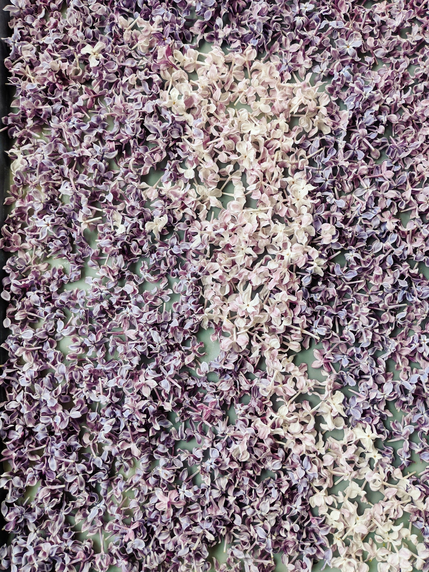 Lilac and Peach Honey Enfleurage.