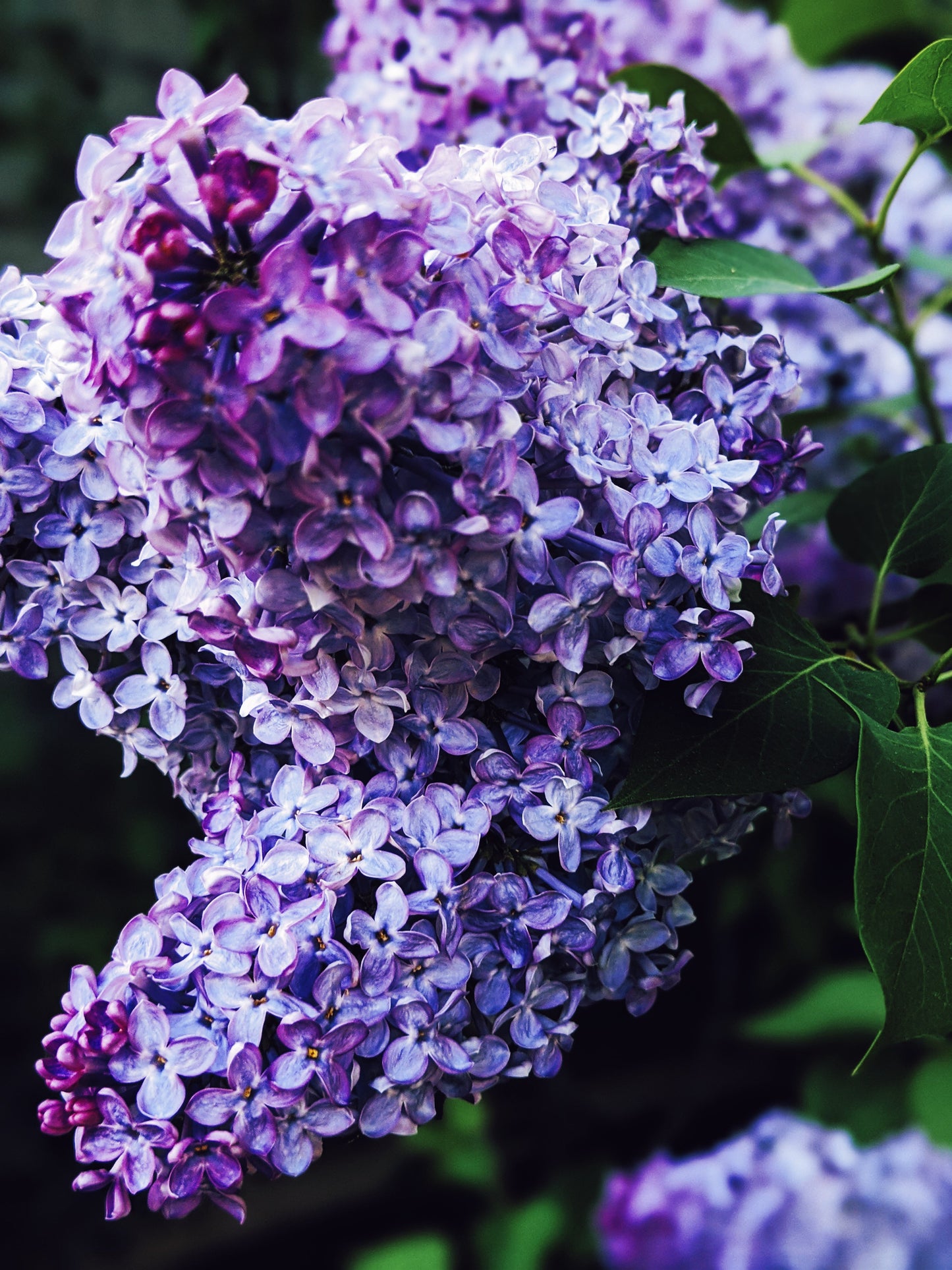 Lilac and Peach Honey Enfleurage.