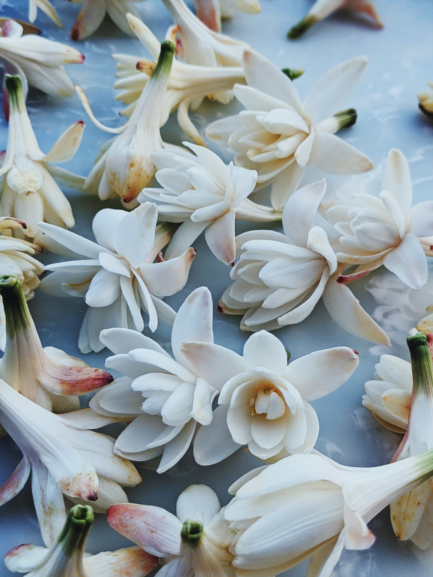 Snow White. natural perfume. juicy as a ripe red apple. dark as a deer heart. October 2023