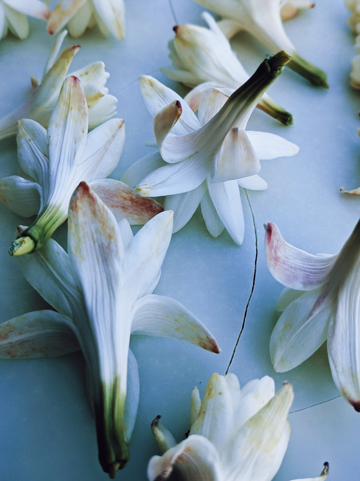 Snow White. natural perfume. juicy as a ripe red apple. dark as a deer heart. October 2023