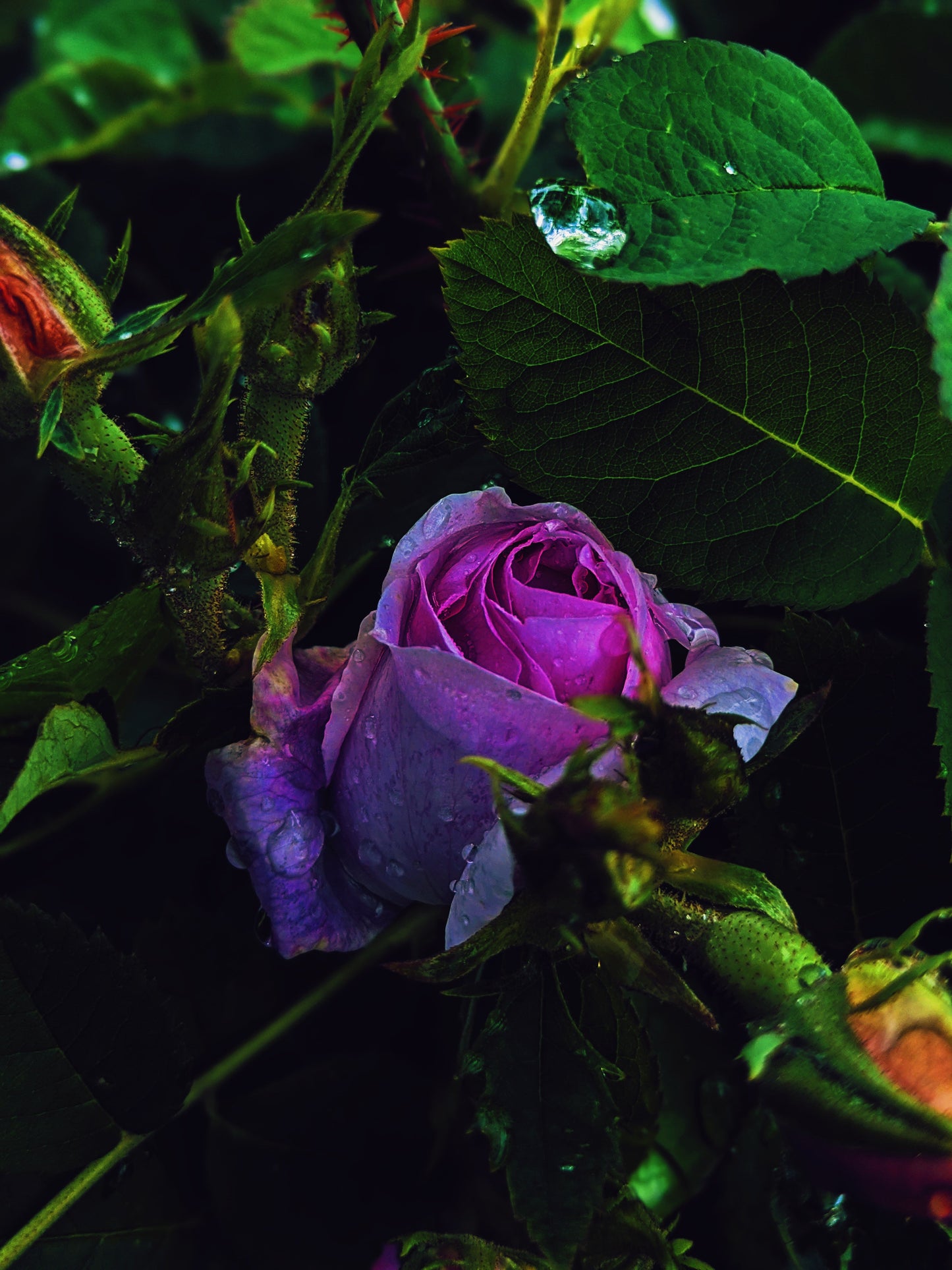 Snow White. natural perfume. juicy as a ripe red apple. dark as a deer heart. October 2023