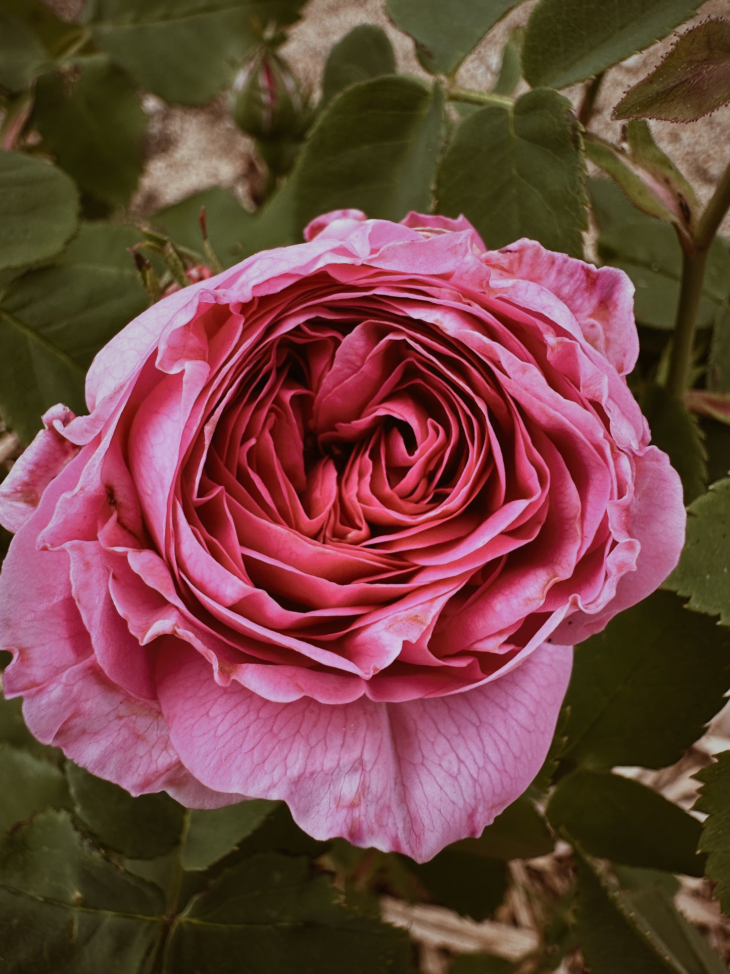 Rosichor. Vedic rose + petrichor natural perfume. April 2024