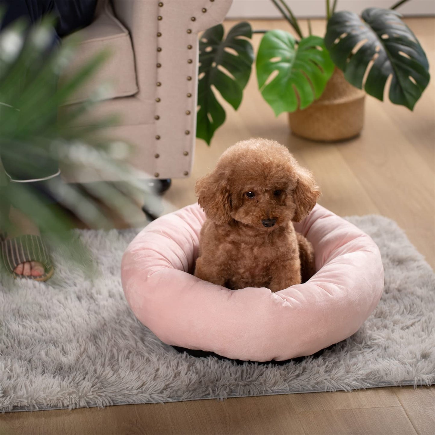Donut Design Round Dog Bed, Anti Slip and Machine Washable