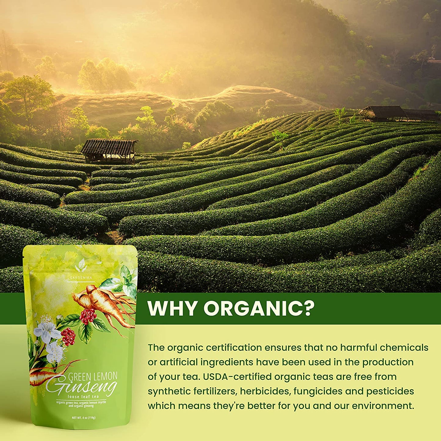 Ginseng Green Tea, Medium-Caffeine - Energy Boost - Organic & Kosher