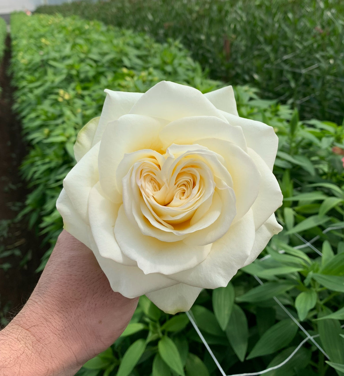 ROYAL WHITE