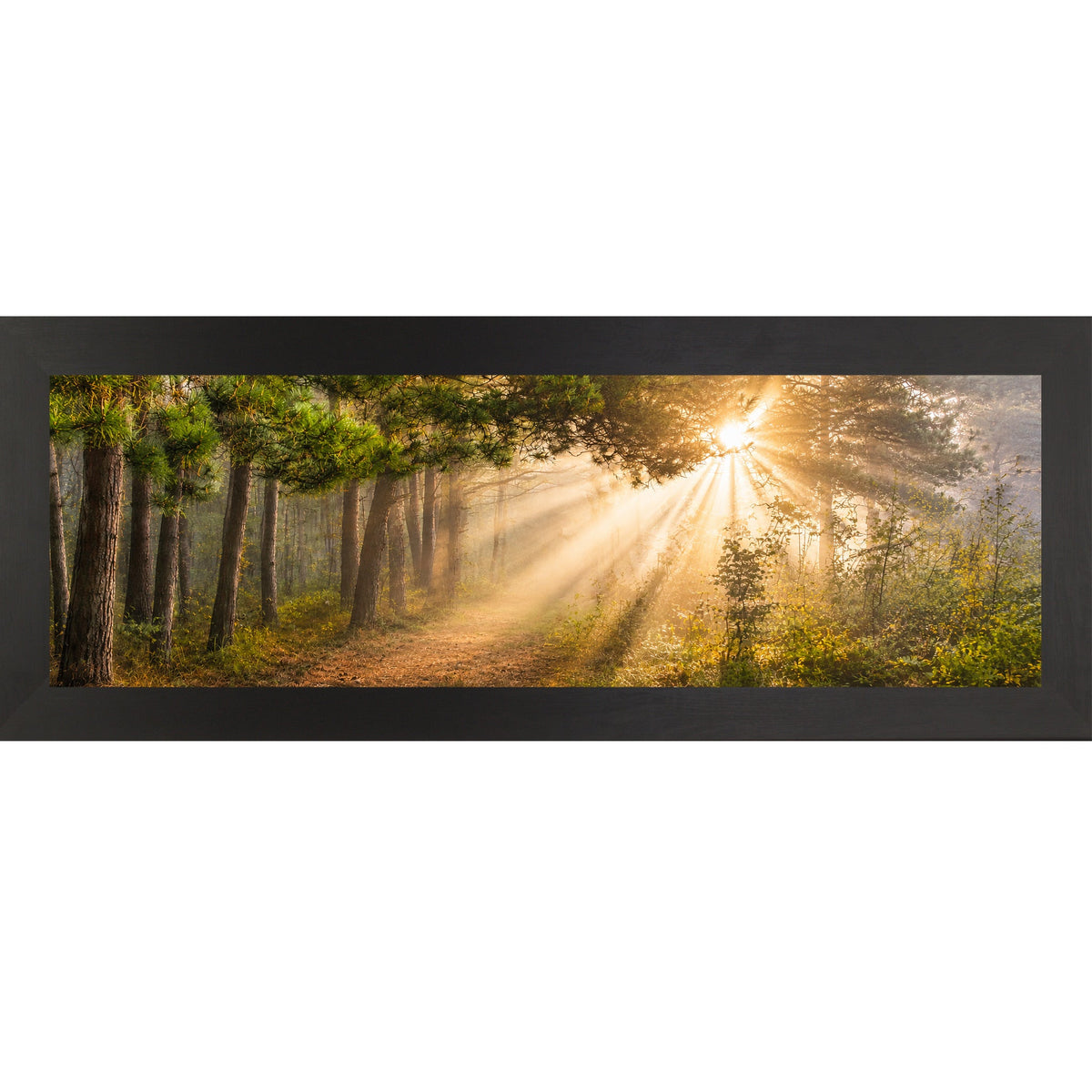 Forest Light Rays Wall Art – Panoramic Pine Sunlight Sympathy Nature Decor (SB947)