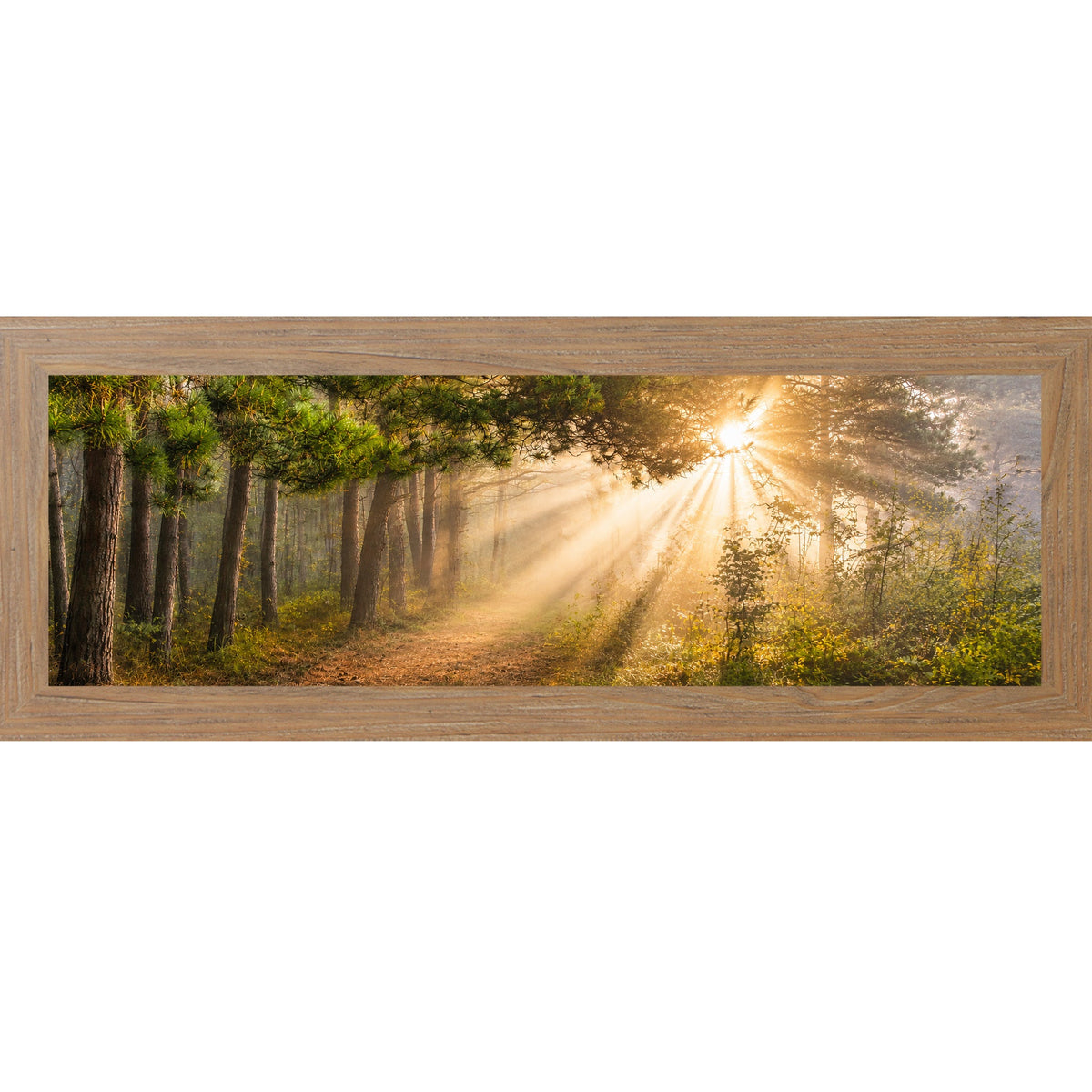 Forest Light Rays Wall Art – Panoramic Pine Sunlight Sympathy Nature Decor (SB947)