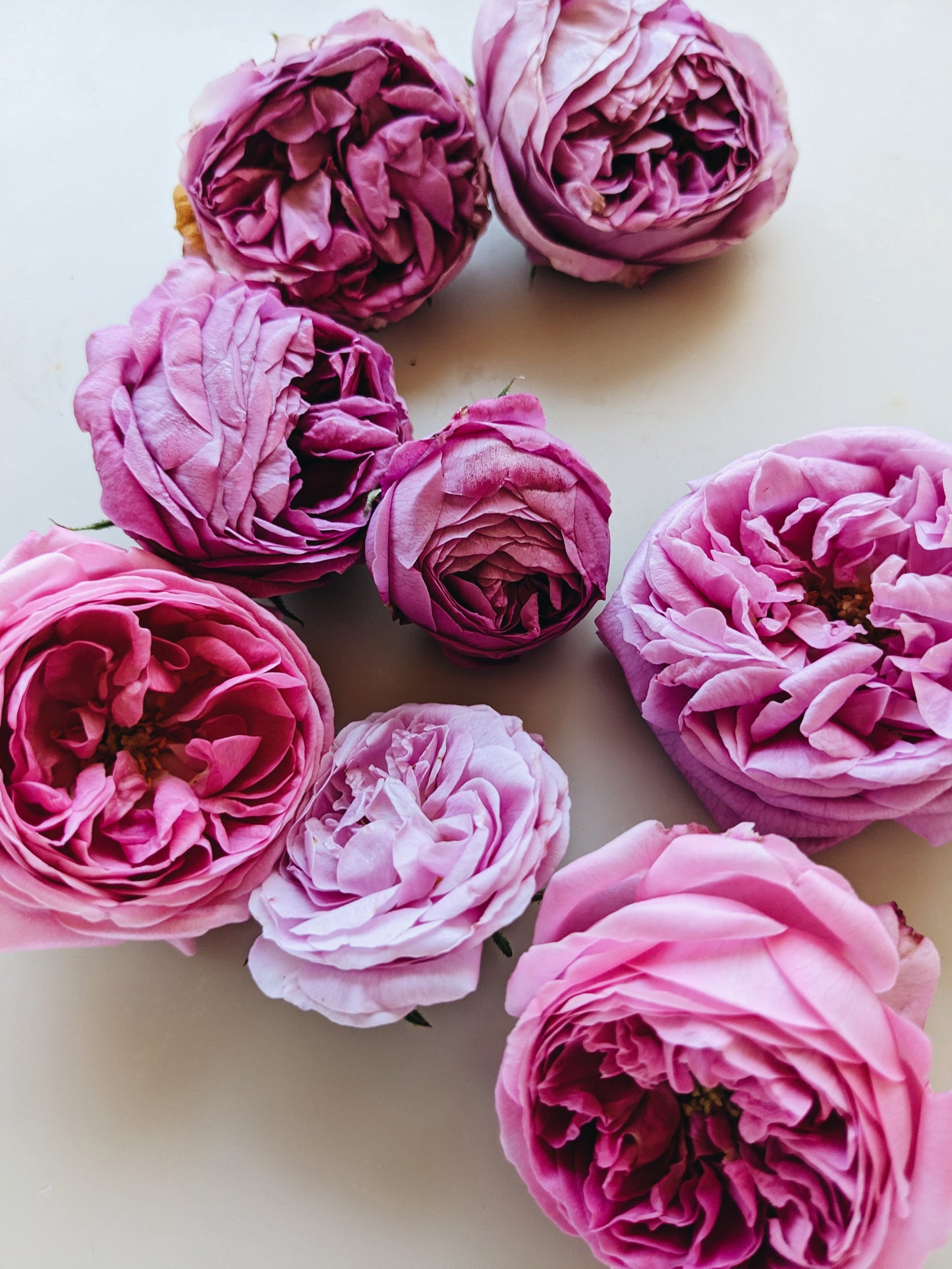 Rosichor. Vedic rose + petrichor natural perfume. April 2024