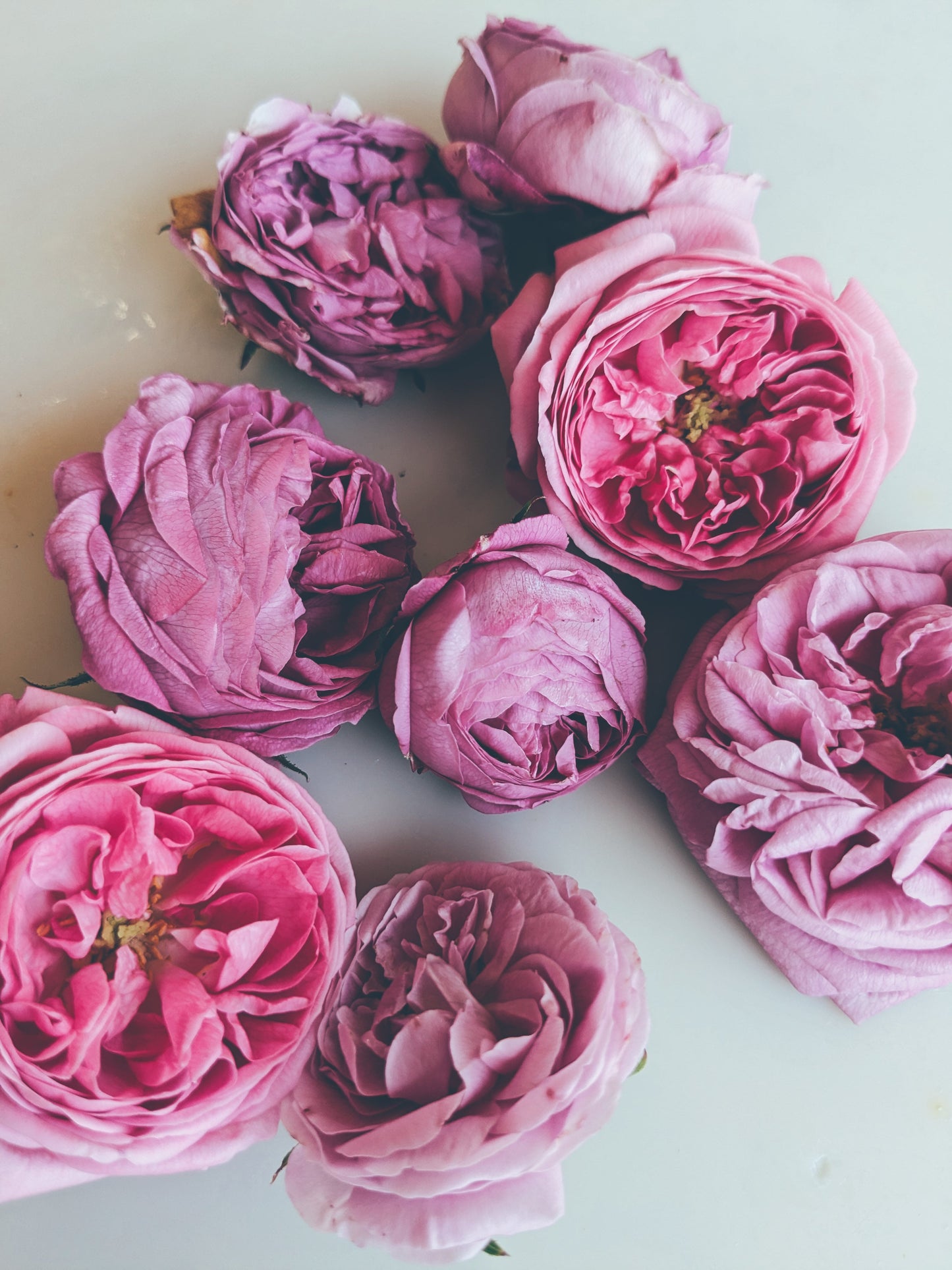 Rosichor. Vedic rose + petrichor natural perfume. April 2024