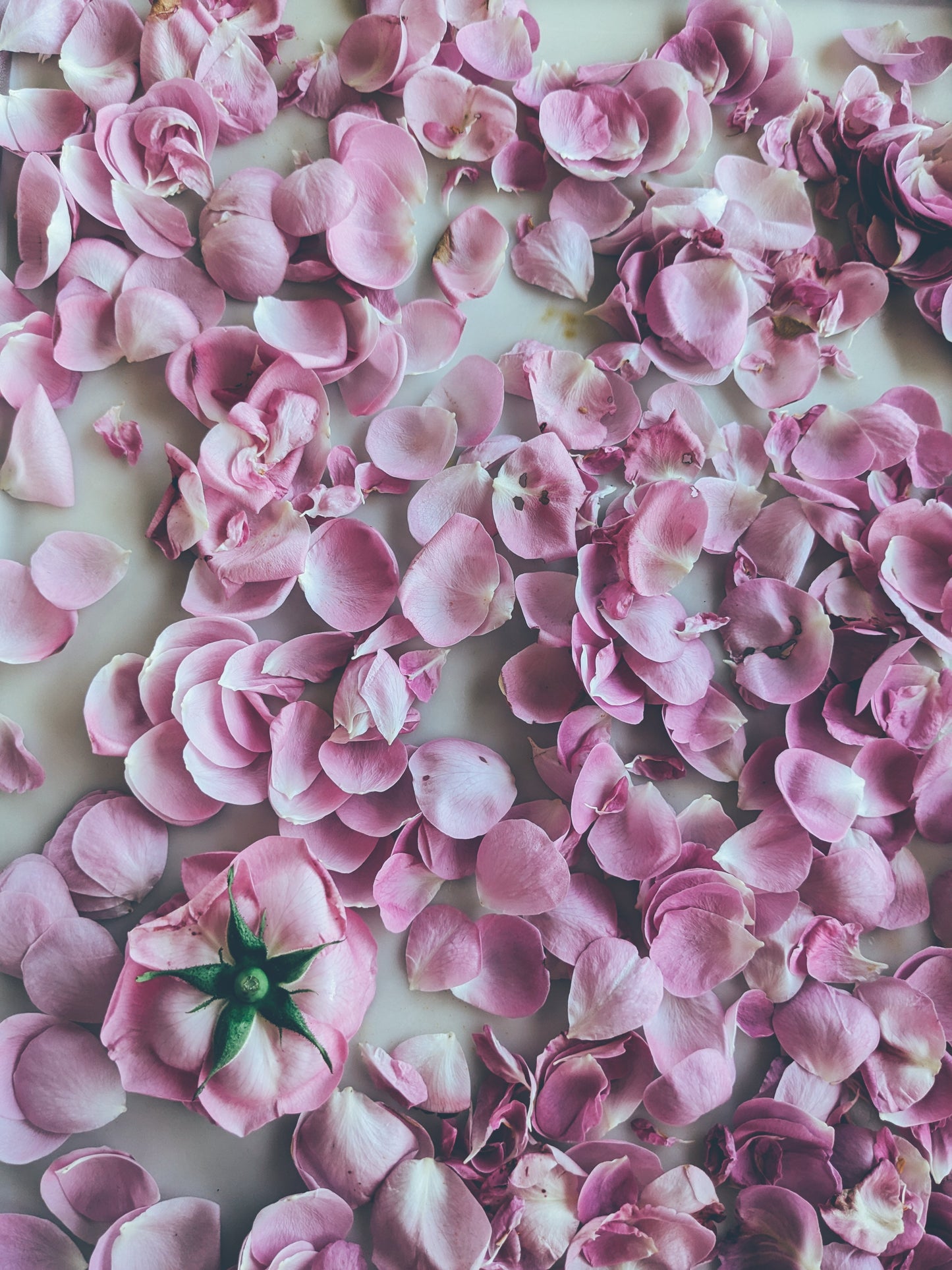 Rosichor. Vedic rose + petrichor natural perfume. April 2024