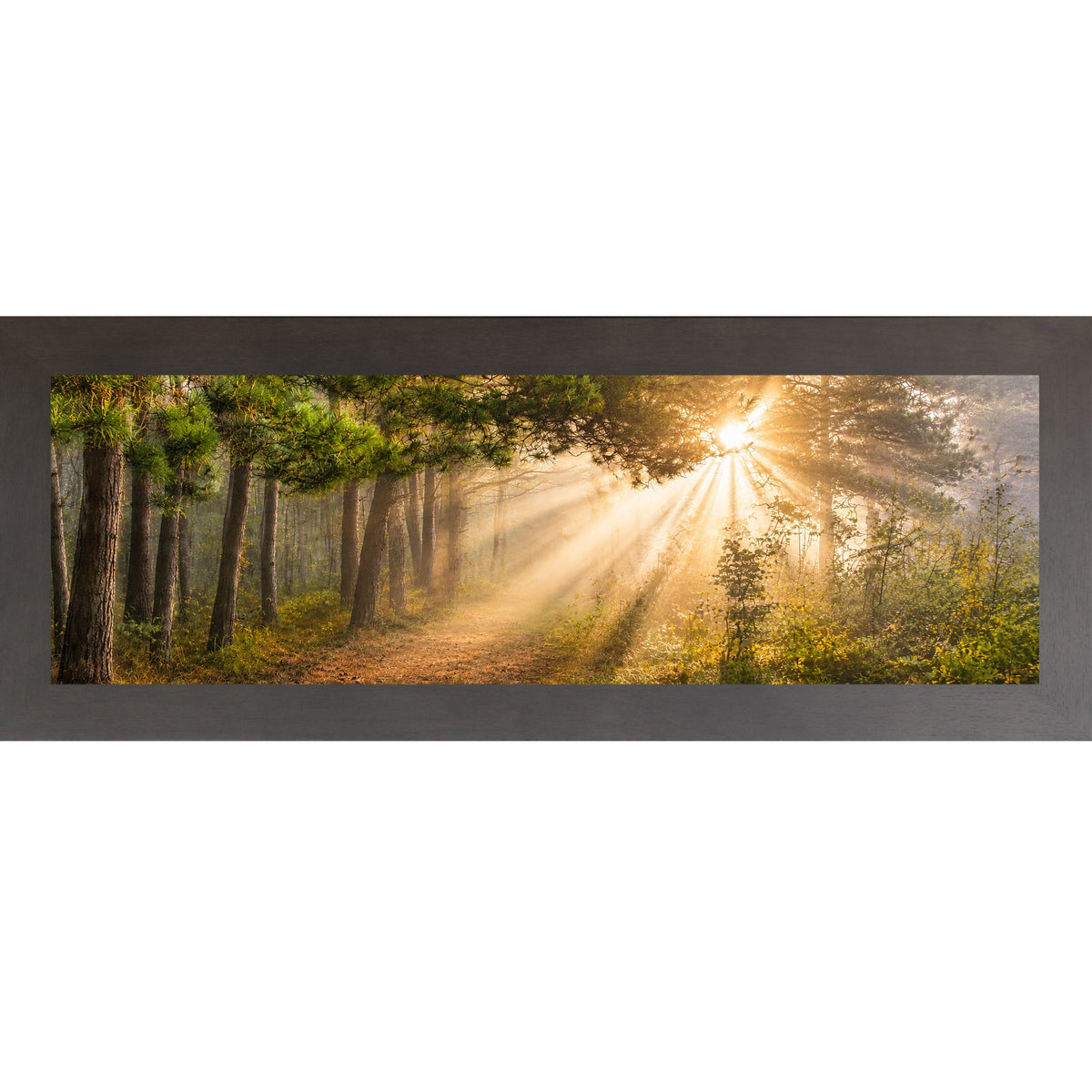 Forest Light Rays Wall Art – Panoramic Pine Sunlight Sympathy Nature Decor (SB947)