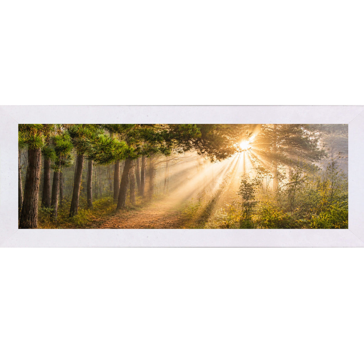 Forest Light Rays Wall Art – Panoramic Pine Sunlight Sympathy Nature Decor (SB947)