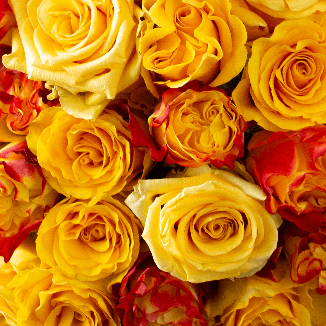 YELLOW EXPLOSION OF ROSES