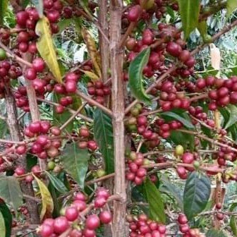 Ethiopia Natural Single Origin- Medium Light Roast Coffee