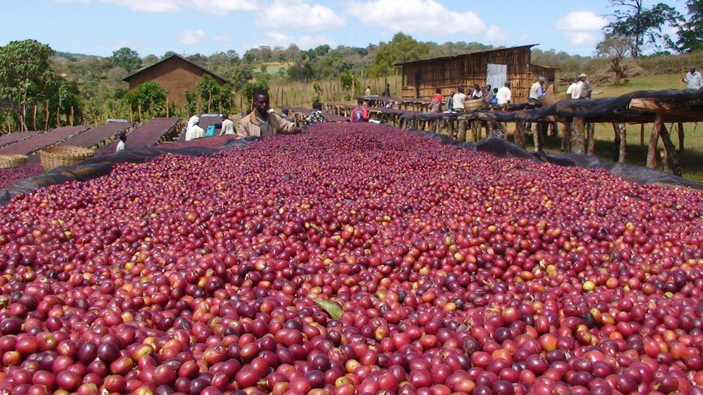Ethiopia Natural Single Origin- Medium Light Roast Coffee