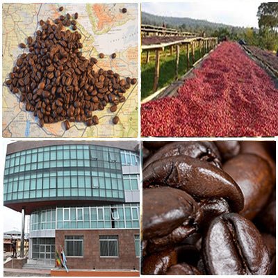Ethiopia Natural Single Origin- Medium Light Roast Coffee