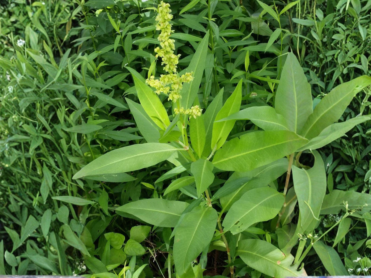 Pale Dock Seeds – Heirloom Non-GMO Native Wildflower Seeds for Natural Garden, Rumex altissimus, 100 Seeds