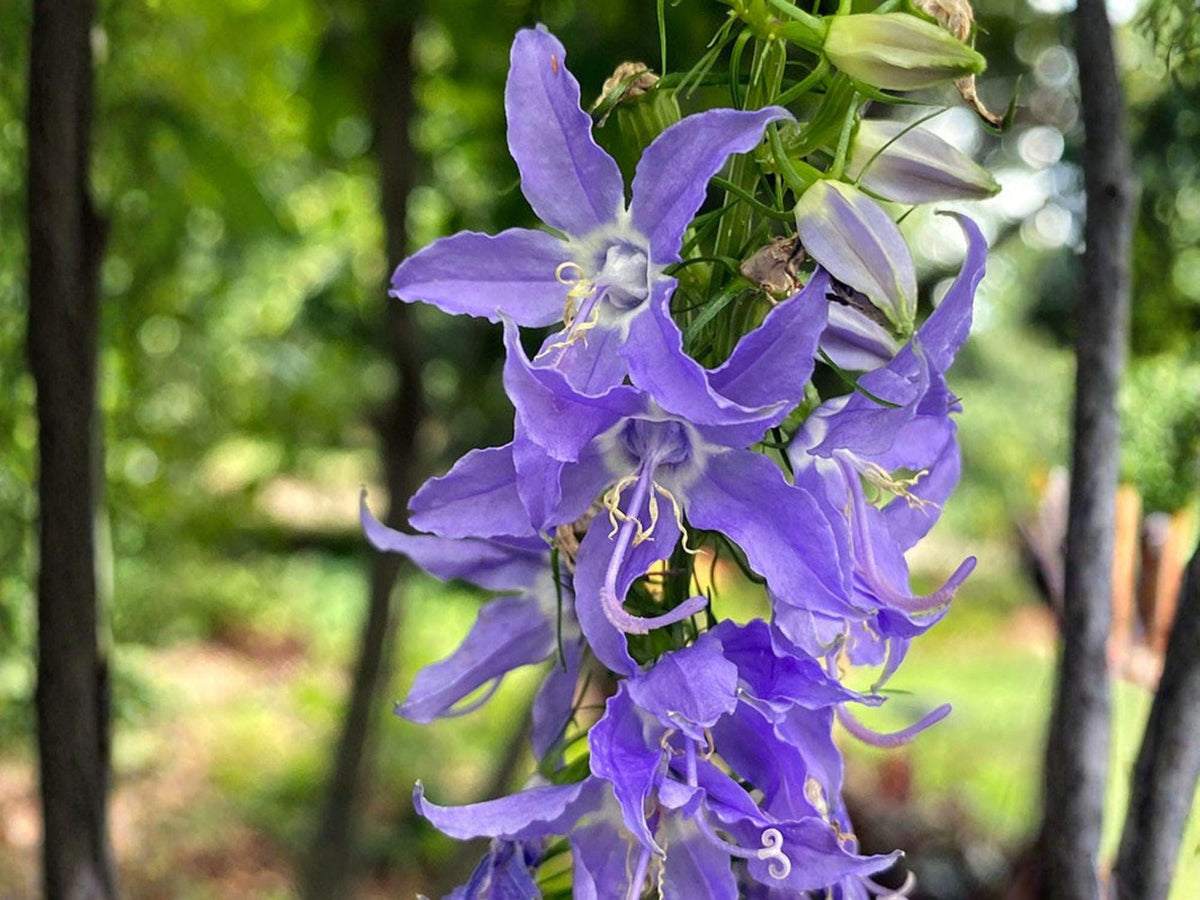 Tall Bellflower Seeds – Heirloom Non-GMO Campanula americana for Pollinator Gardens & Native Wildflowers