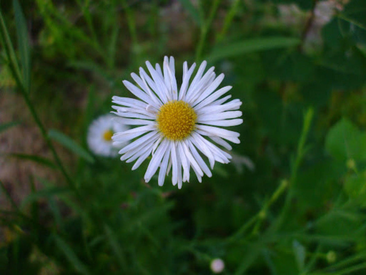 Boltonia False Aster Seeds – Heirloom Non-GMO Wildflower for Pollinator Gardens & Naturalized Spaces