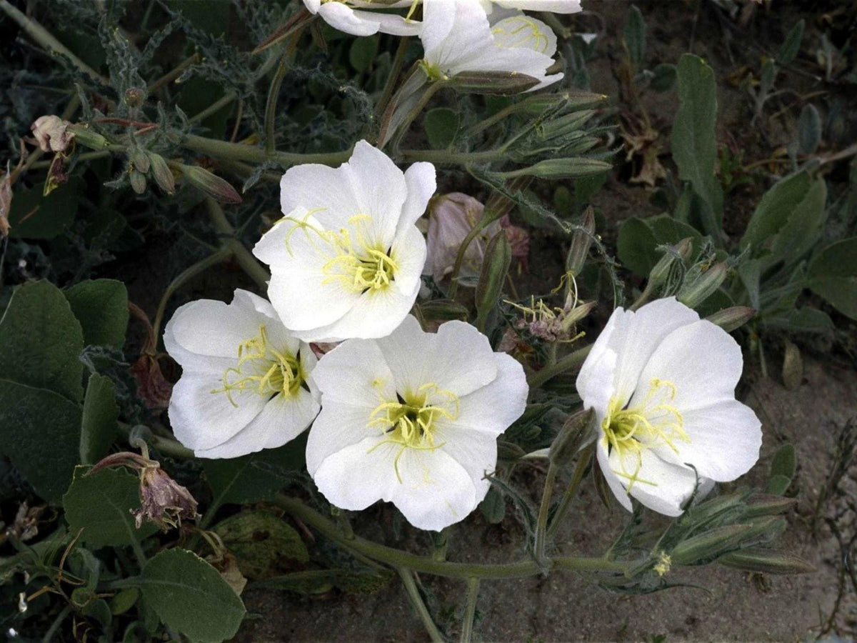Pale Evening Primrose Seeds – Heirloom Wildflower Native Garden Planting – Oenothera pallida, Non-GMO, Open-Pollinated, Native Landscape Seeds