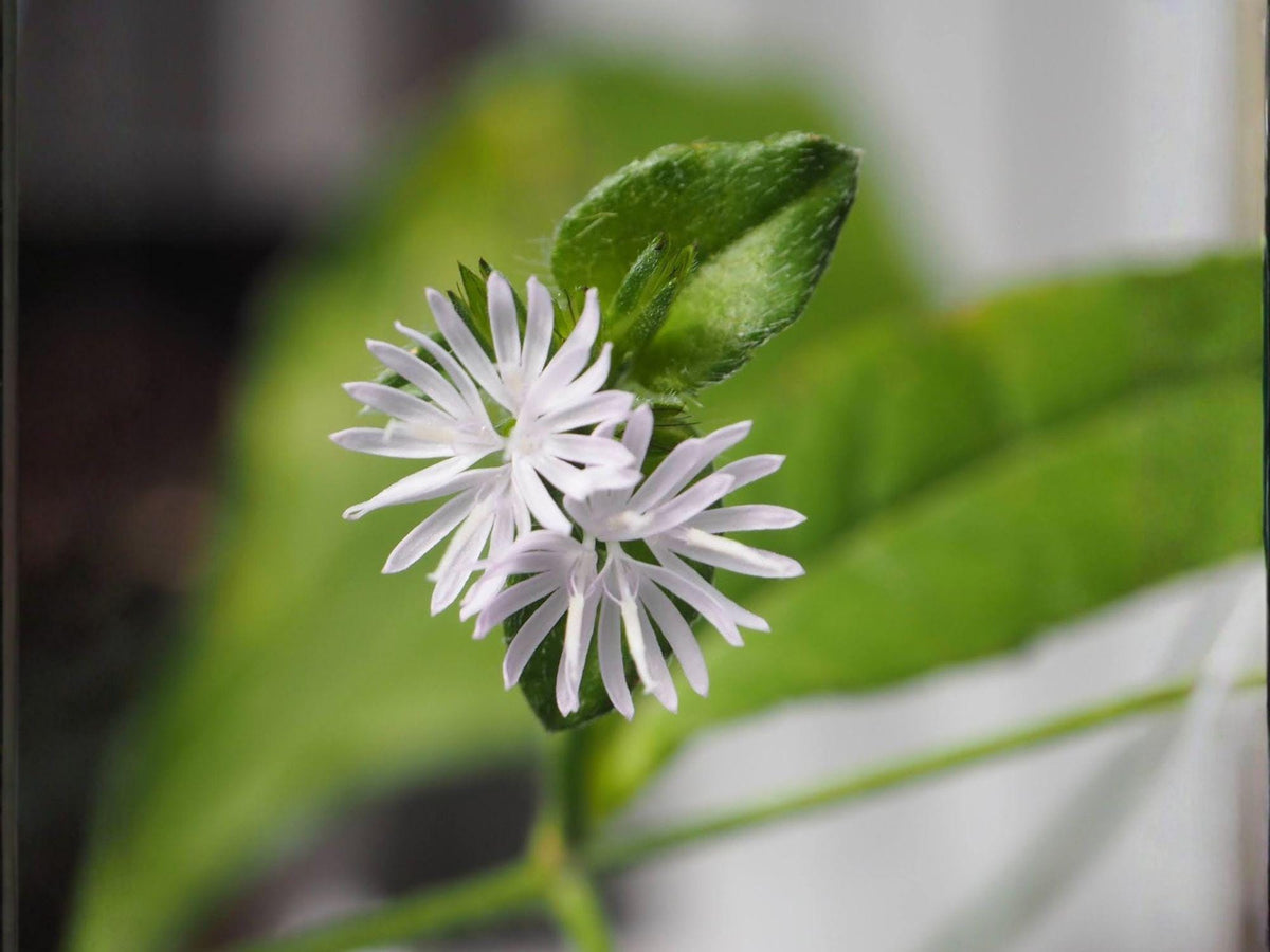 Carolina Elephant's Foot Seeds – Heirloom Non-GMO Native Wildflower for Garden Planting – Elephantopus carolinianus