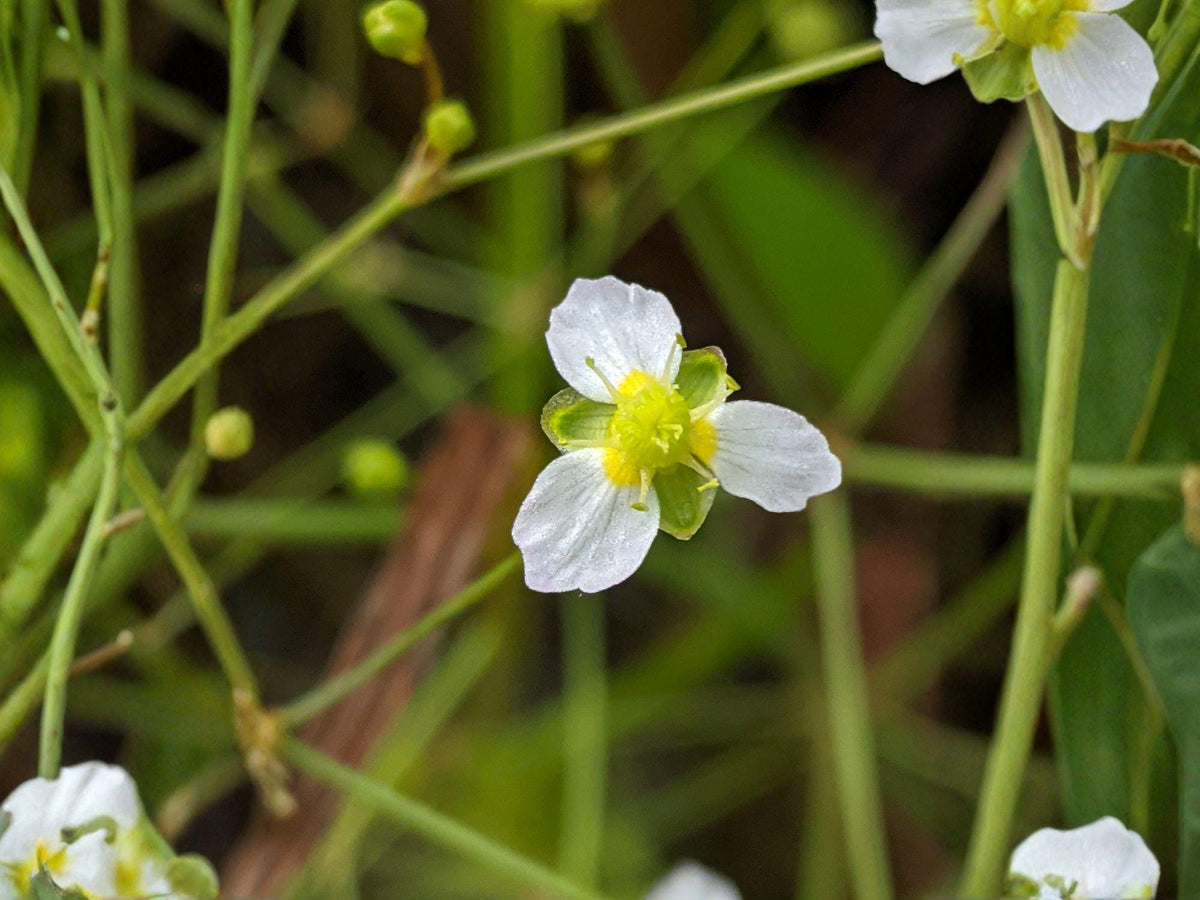 Alisma triviale Seeds – Large-Flowered Water Plantain Native Aquatic Plant, Heirloom, Non-GMO, Pond & Wetland Garden Seeds