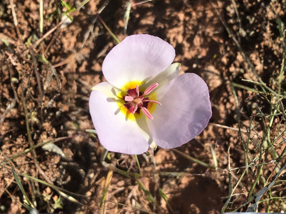 Winding Mariposa Lily Seeds – Heirloom Non-GMO Native Wildflower for Rock Gardens – Calochortus flexuosus Seed Pack