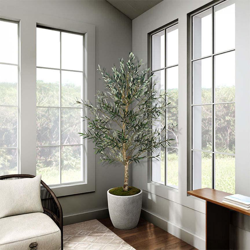 Olive Tree in Planter 7.5'