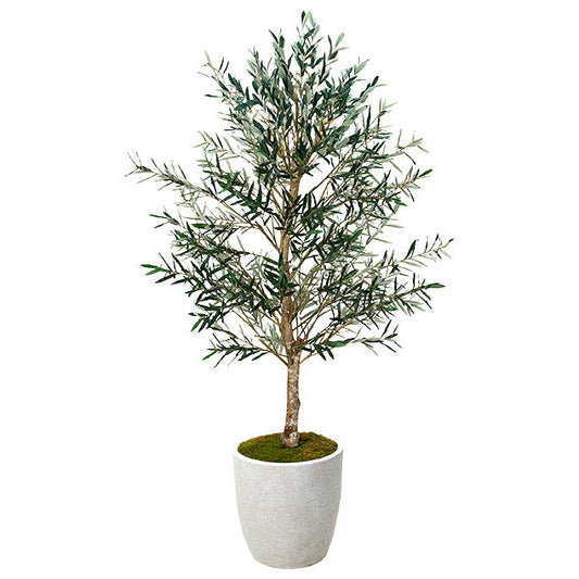 Olive Tree in Planter 7.5'