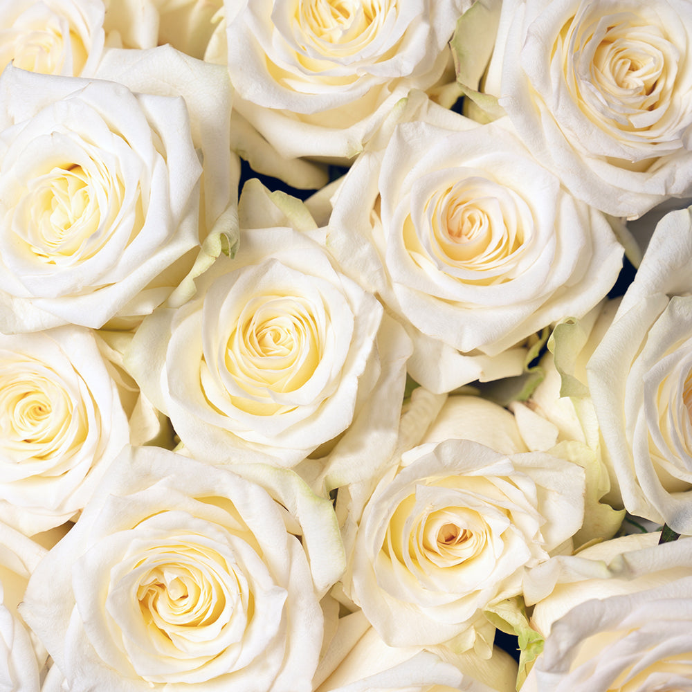 ROYAL WHITE